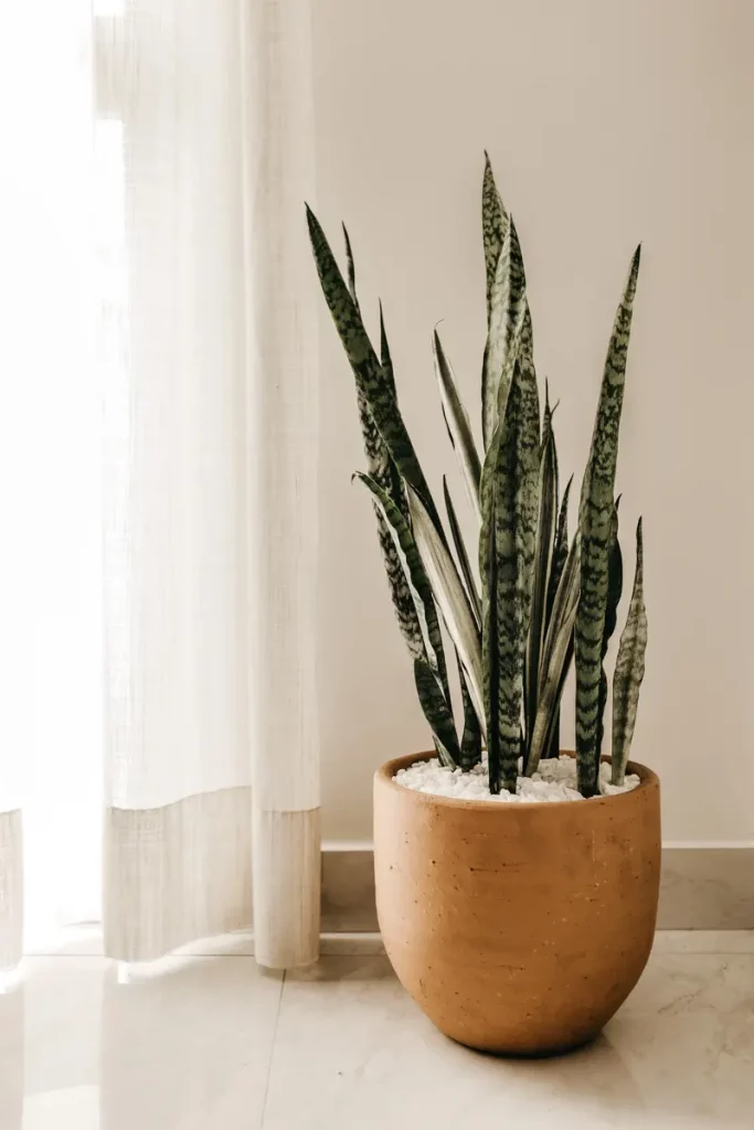 make your home feel warm and inviting - plants